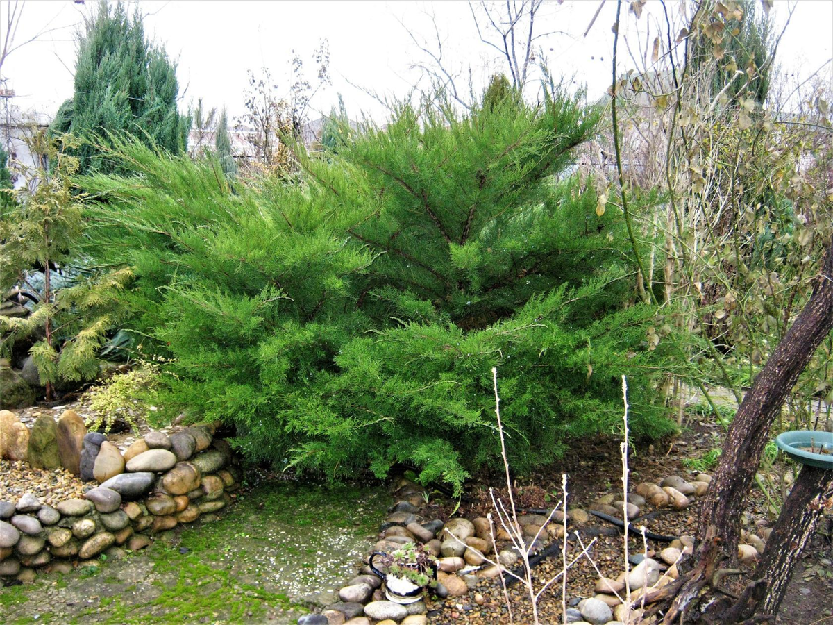 Image result for BLUE STAR JUNIPER Garden design, Conifers garden, Contemporary 