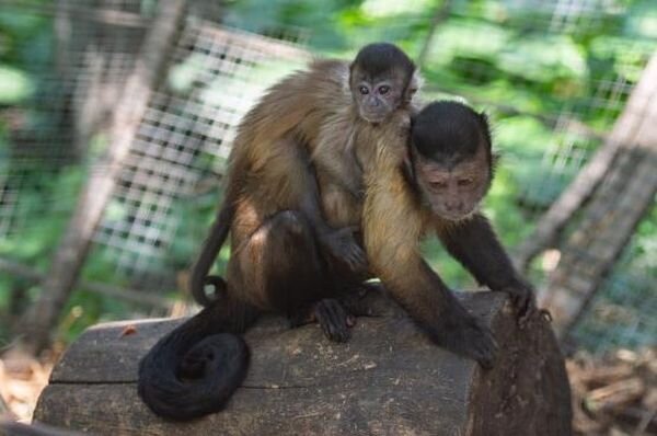 Источник фото: vk.com/rostzoo