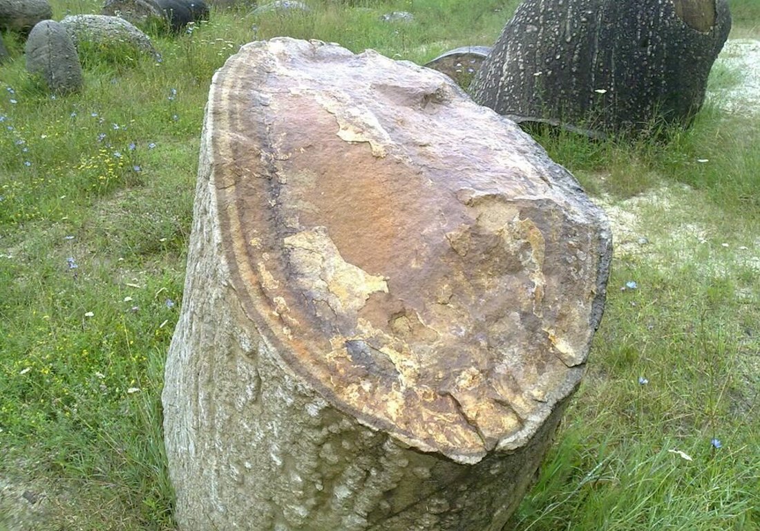 В частности так могут выглядеть "круги жизни" на срезе трованта