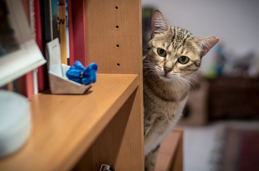 Фото из Интернета.