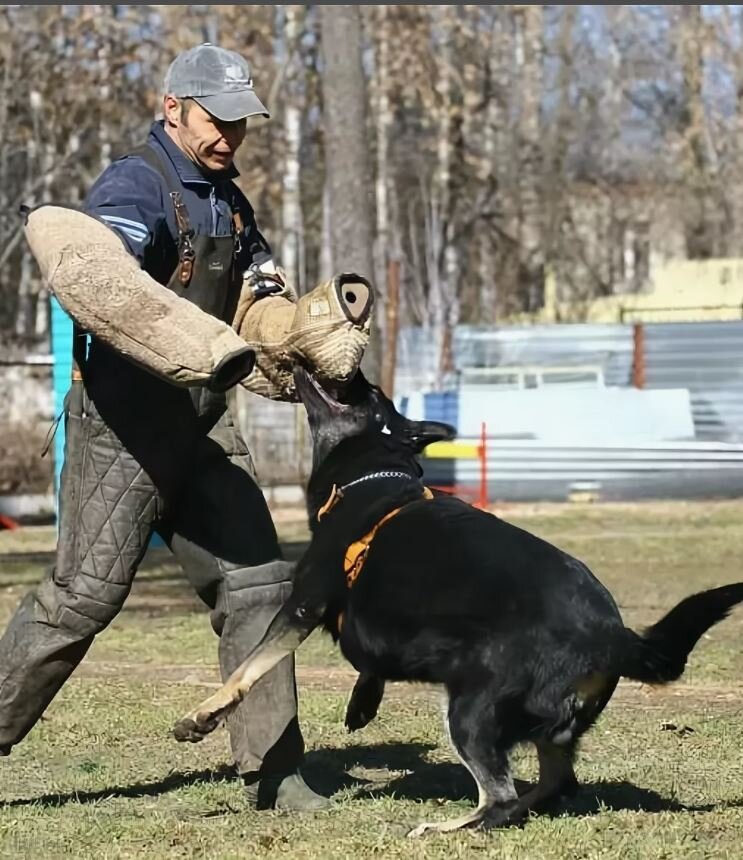 Восточно европейская овчарка кинологи. Дрессировка команда рядом. Дрессировка собак. Центр дрессировки собак. Немецкая овчарка окд.