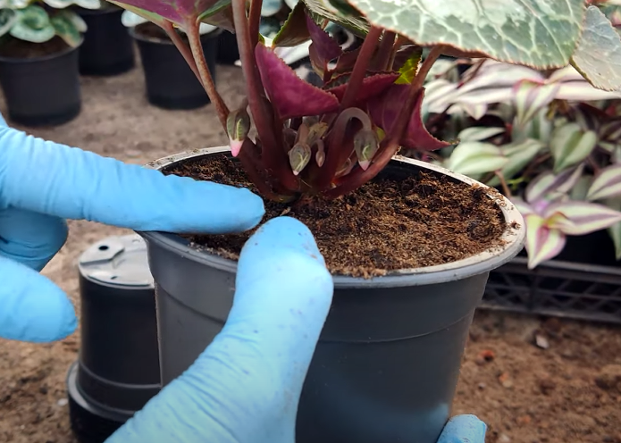 Уход за пересаженным цикламеном