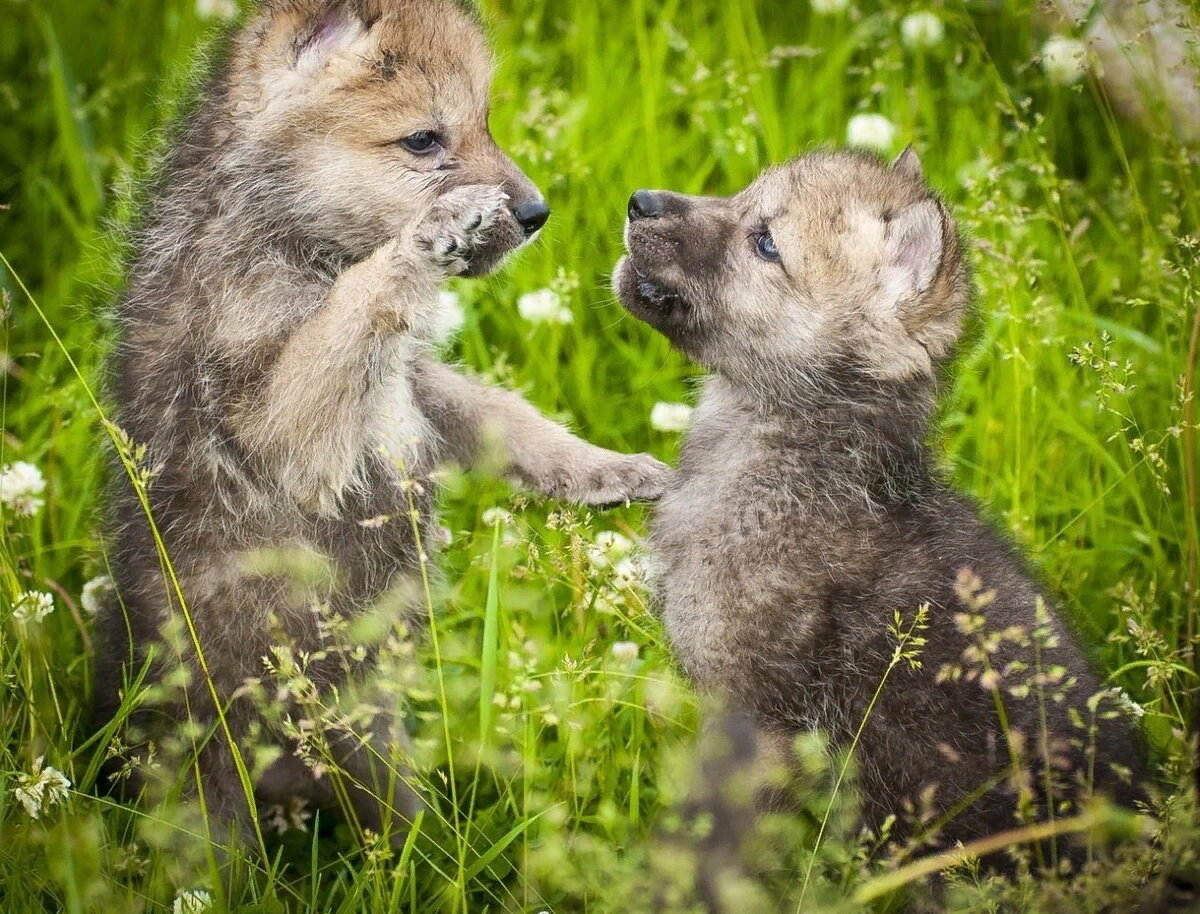 Фото из открытых источников.