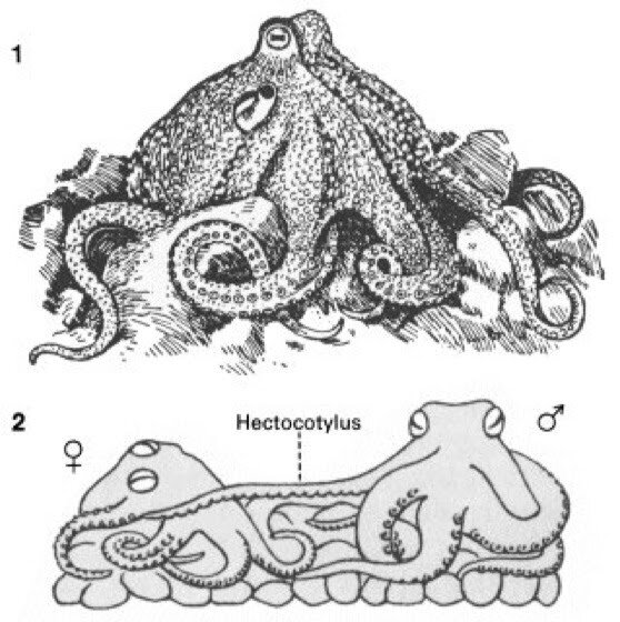 Гектокотиль осьминога фото