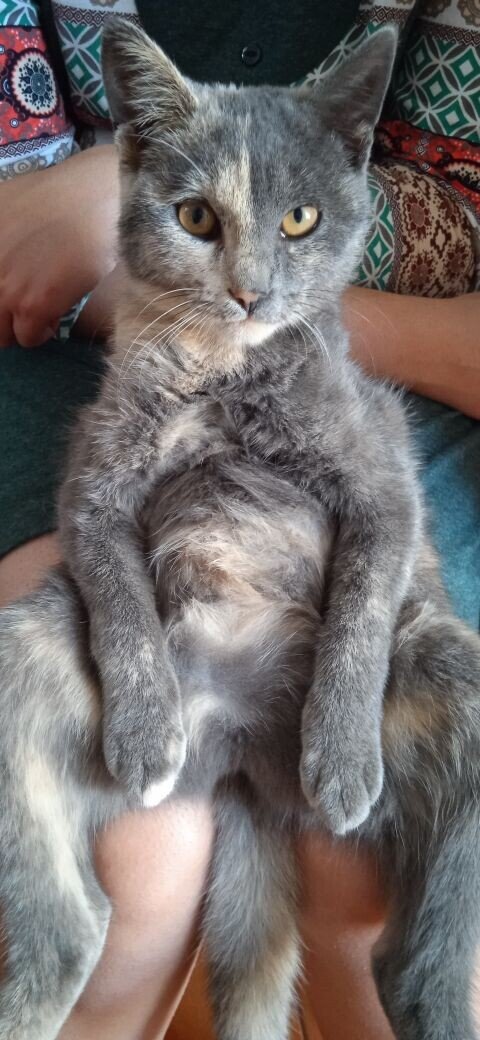 Вот так я сижу за телефоном и печатаю Вам рассказы 😹