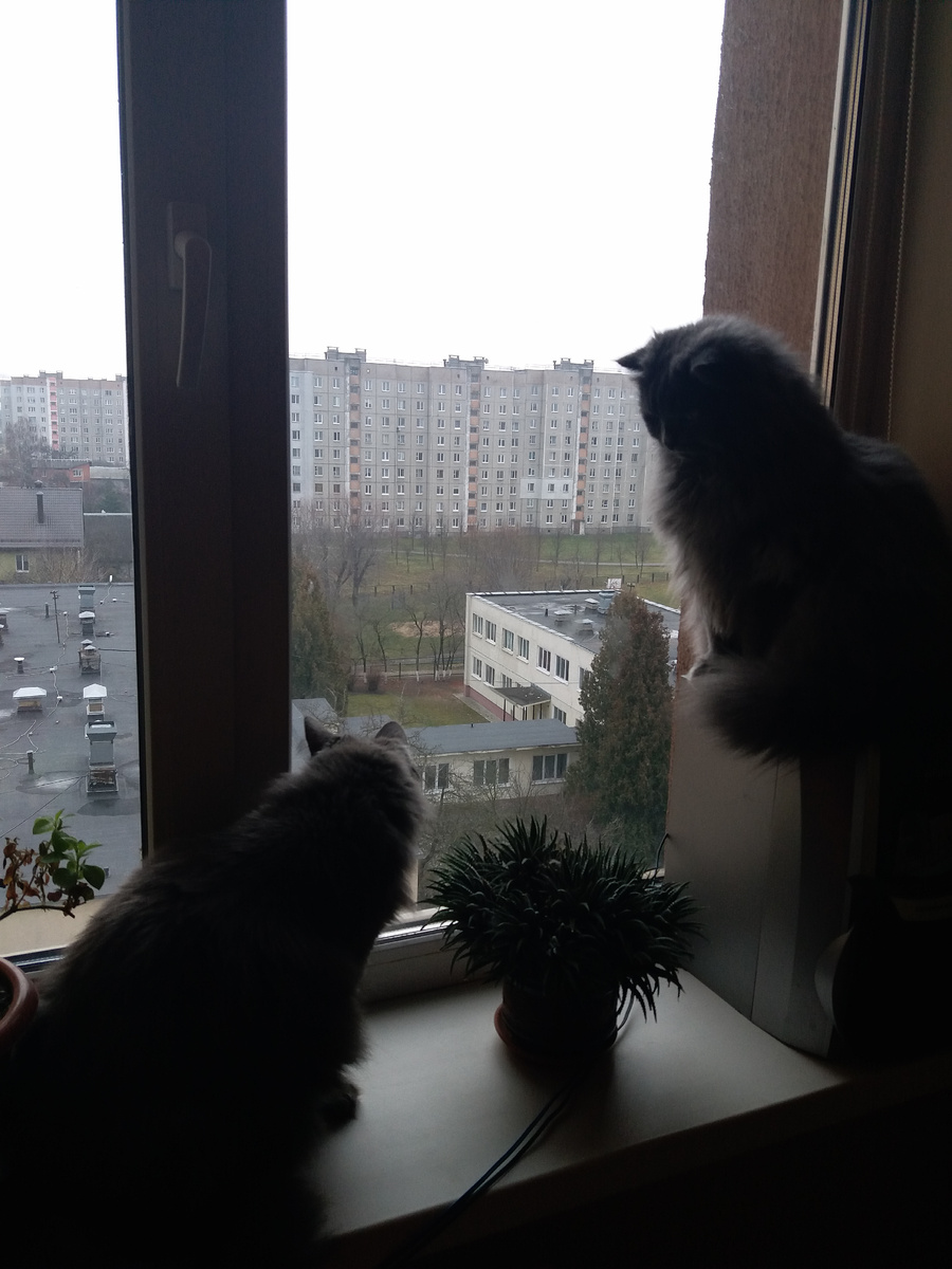 Два кота - красота 