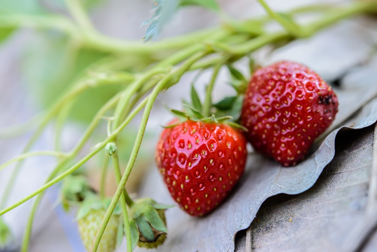 Земляникой 3. Клубника Fresh Strawberries. Земляника Орли. Милые ягоды. Хасбик с клубникой.