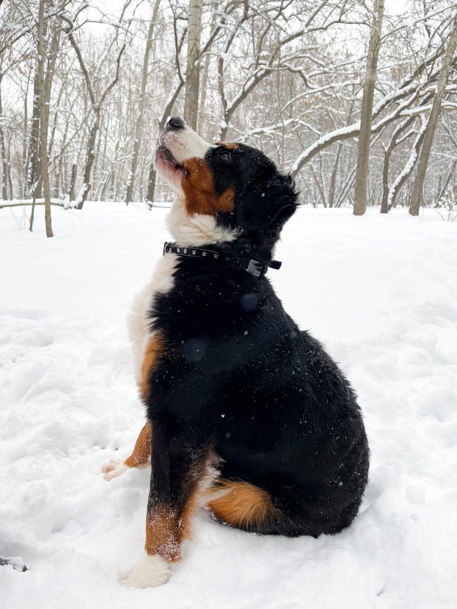 GPS-ошейники Petsee работают по всему миру!