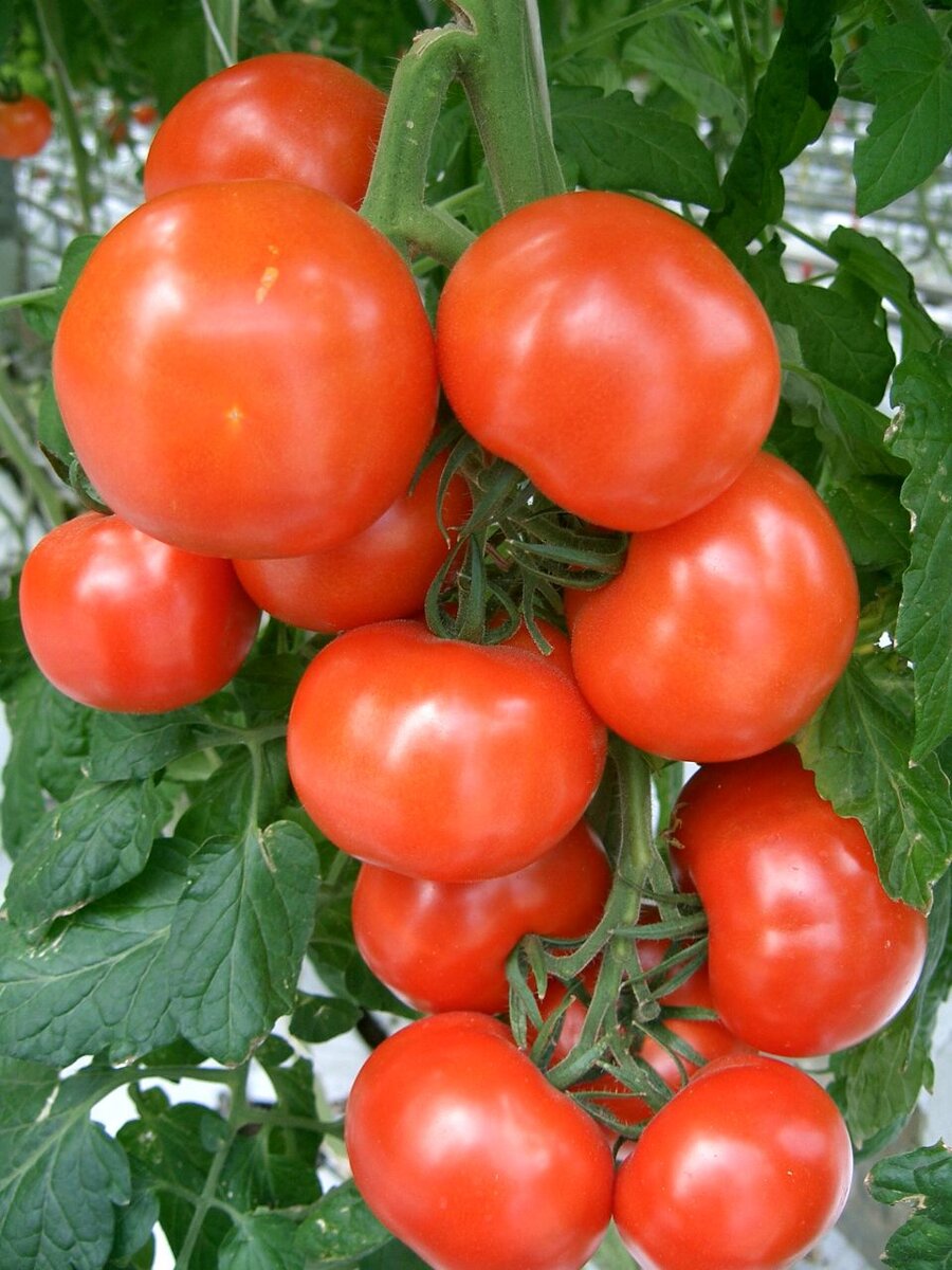 Томат Евпатор от ГАВРИШ