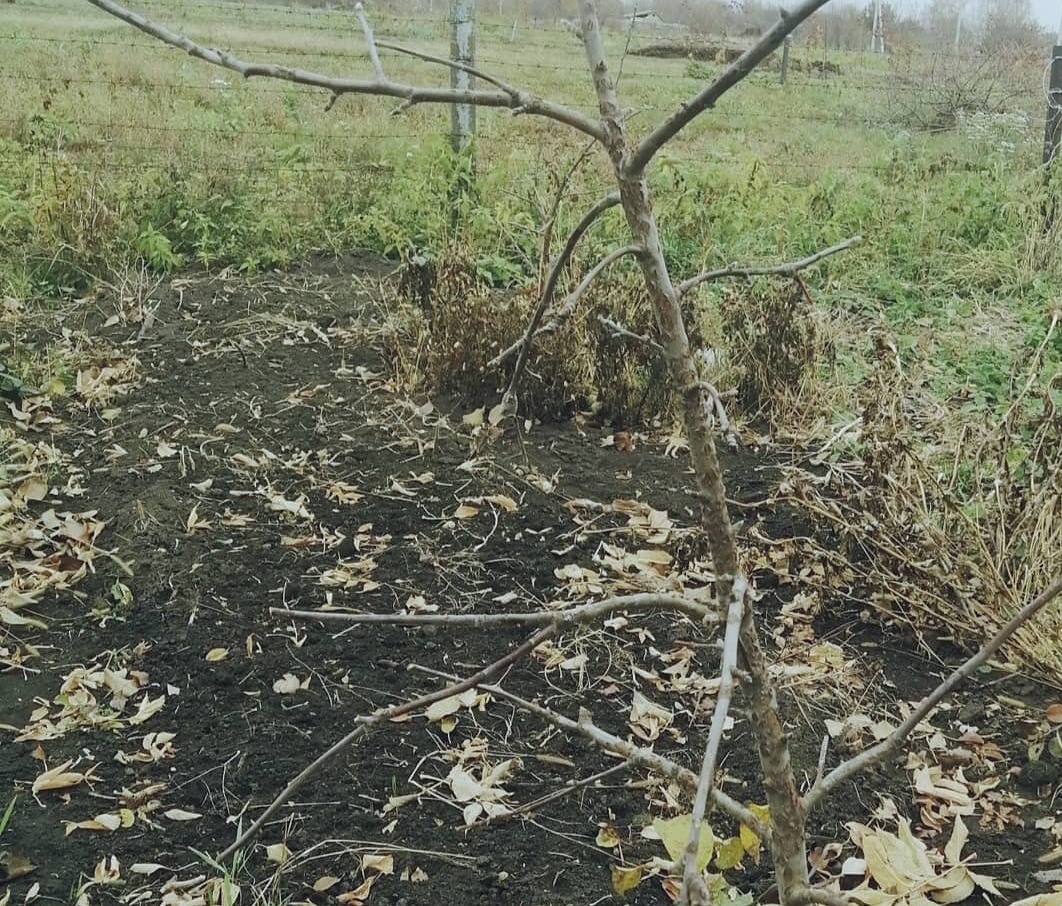 Трехлетний саженец яблони Дарунок после снятия первых яблочек и обрезки