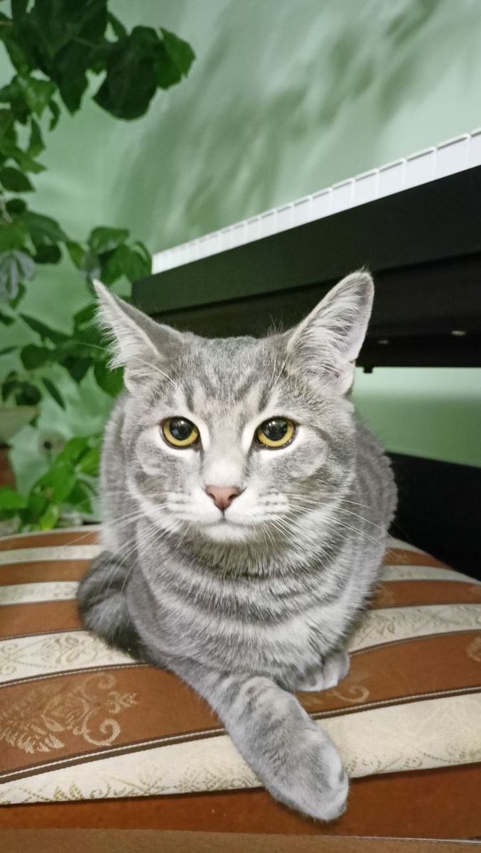 Наш красавчик Космик