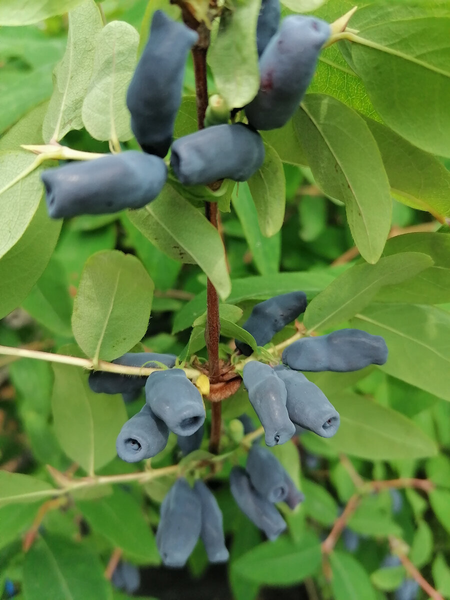 Во время массового созревания, ветки усыпаны фиолетовыми ягодами