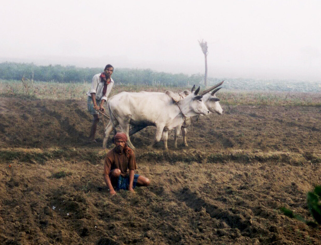 Индийские фермеры
