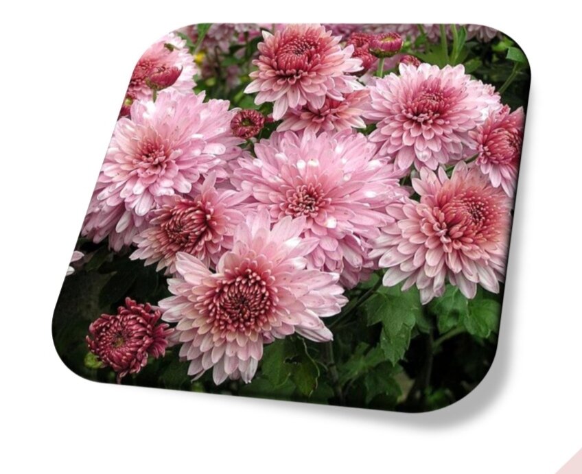 Розовый Фламинго 