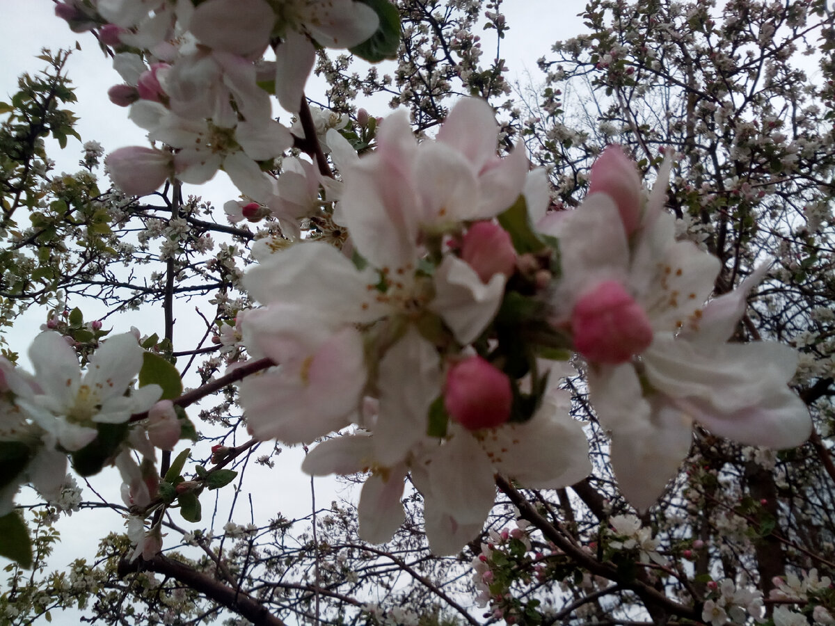 Цветут наши яблони.