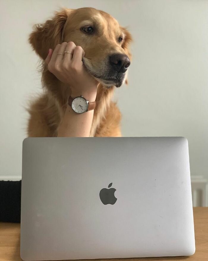 Трудился как собака на сене, чтобы придумать эту статью:)