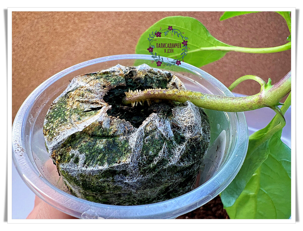 Ну вот как есть, да.