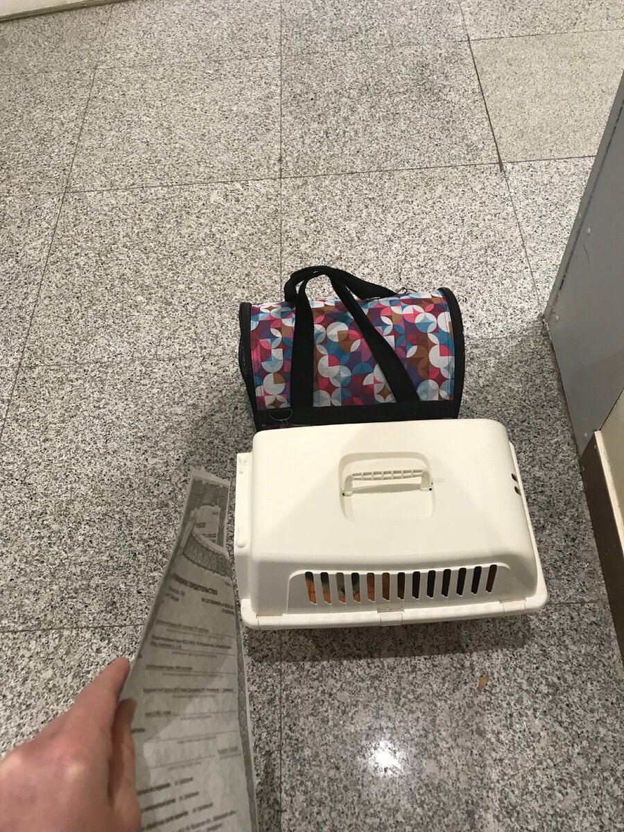 Пока занимались документами для вывоза кошек заграницу, наши питомцы замучились