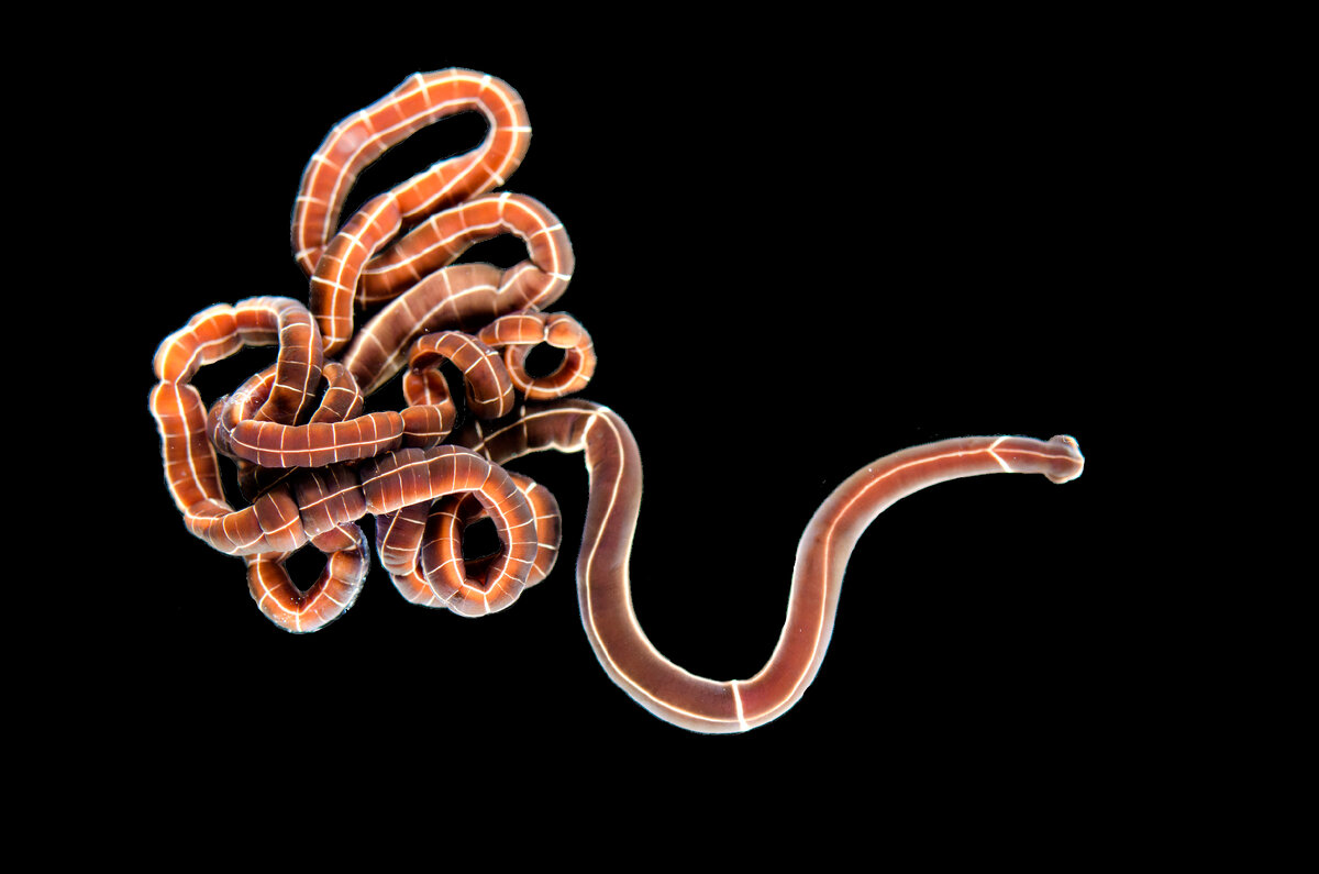 Меня зовут шнурковым червем!