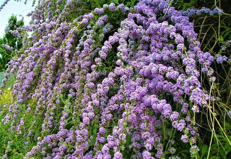 Листайте галерею. Buddleja alternifolia. Фото с сайта: https://goo.su/cxnEBOM