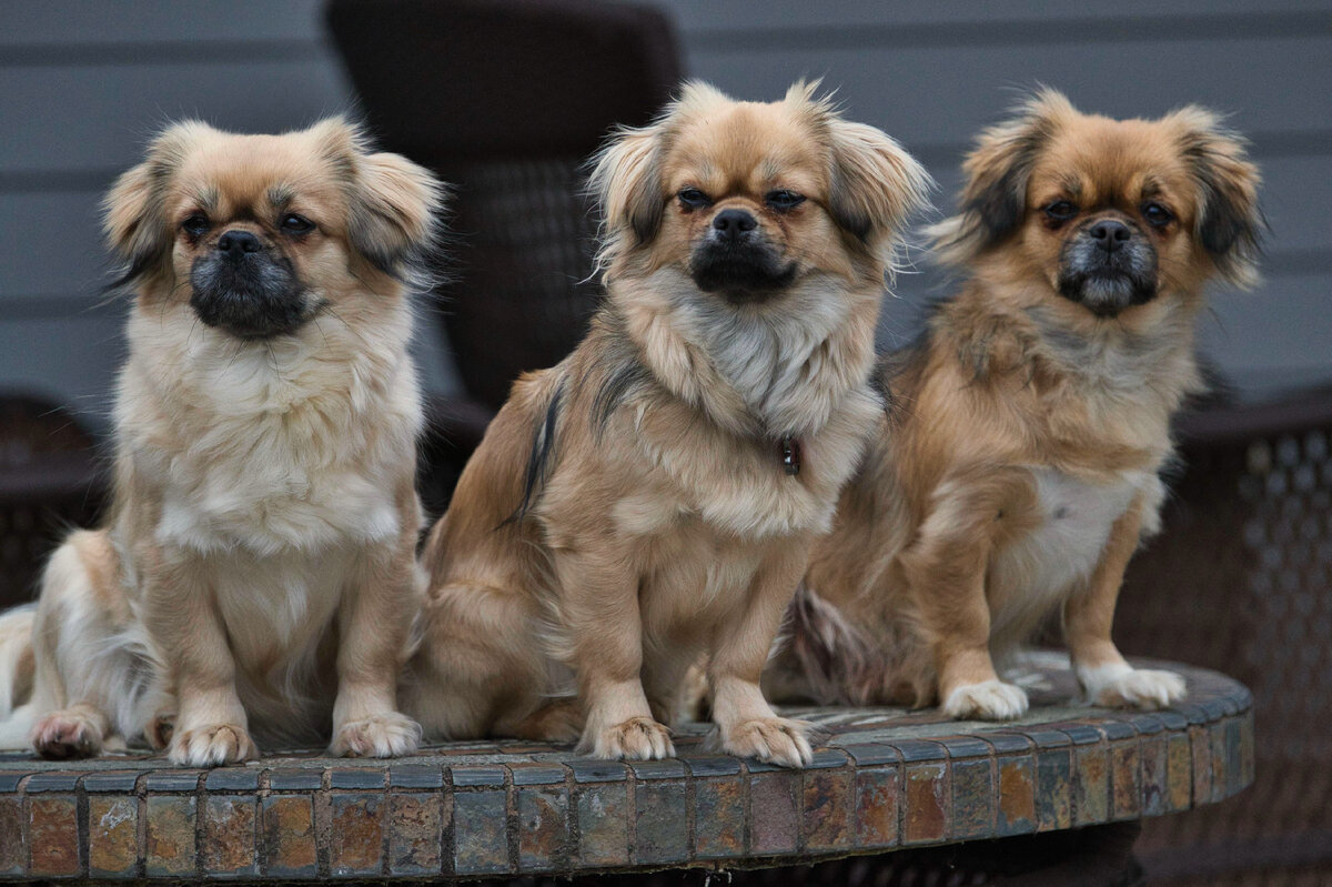 Команда терапевтов из Тибета (Фото: https://www.flickr.com/photos/132037047@N05/33232509598/)