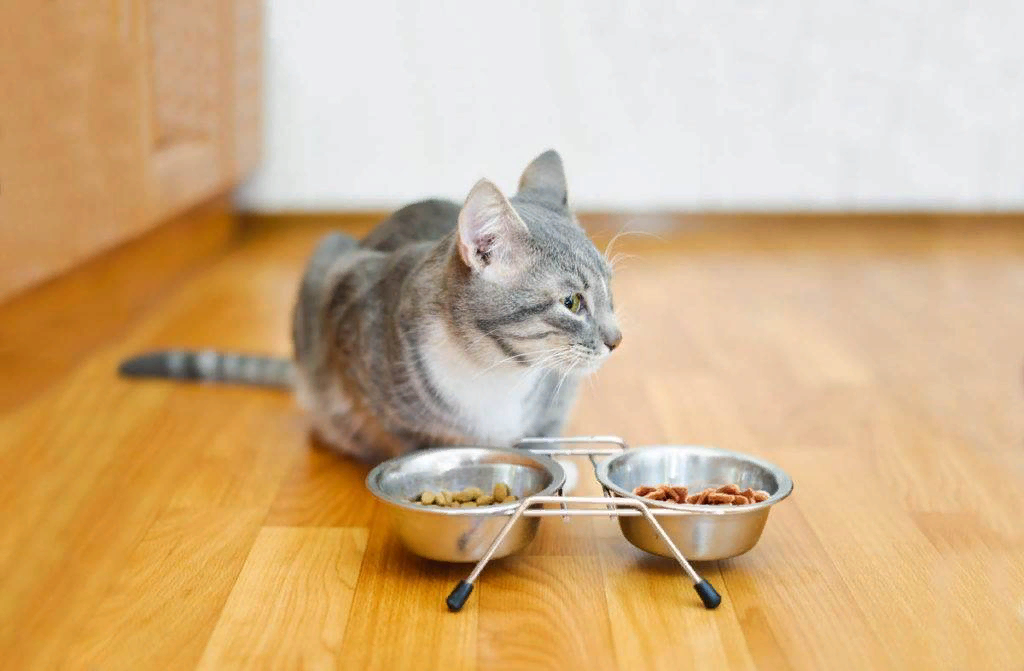 Во сне просят еду. Миска для кота. Голодный кот. Кошка возле миски. Кошка возле миски с едой.