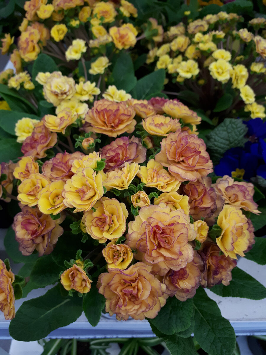 примула беларина в леруа мерлен, красивые цветы в леруа мерлен