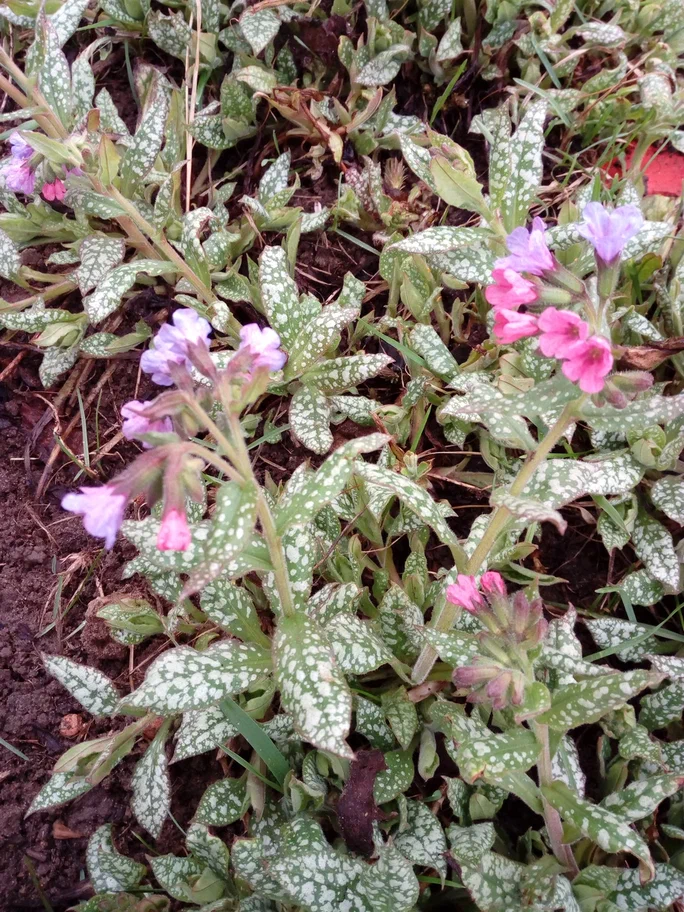 Медуница распустилась