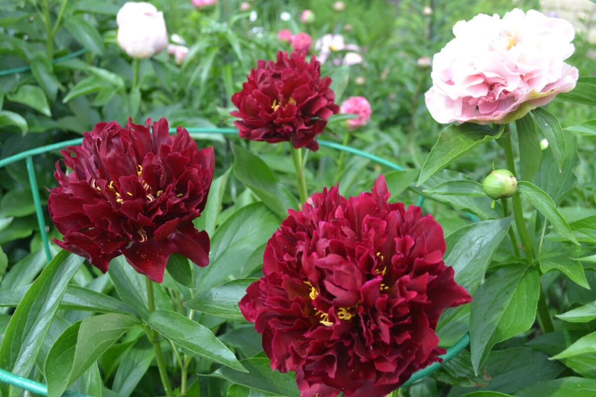 Valkyrie , фото коллекционера Светланы Незнамовой 