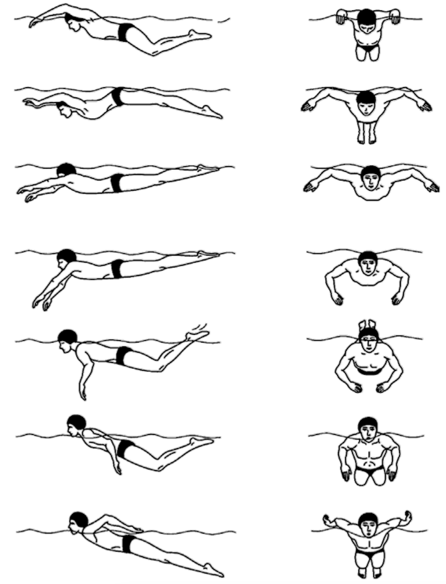 Плавание кролем пошагово. Баттерфляй плавание техника. Техники плавания брасс Кроль Баттерфляй. Стиль плавания брасс и Баттерфляй. Техника плавания баттерфляем Дельфин.