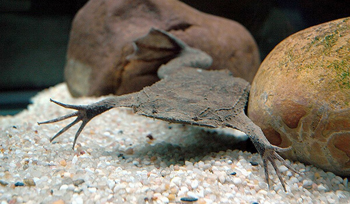 Пипу заказывали?