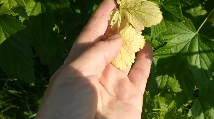 Почему желтеют листья у смородины: причины и способы обработки в июне и мае