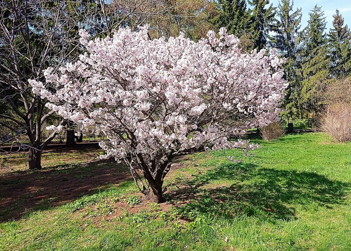 Красоты Ботанического сада