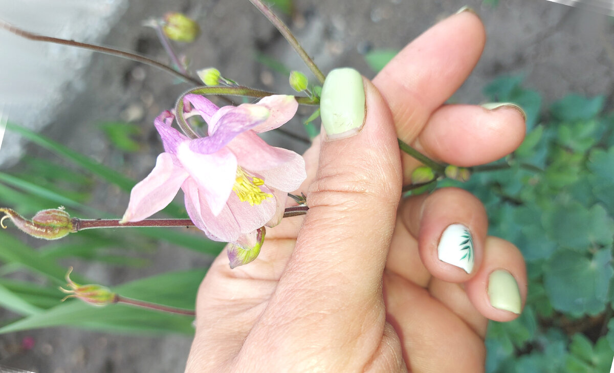 Аквилегия обыкновенная (фото автора)