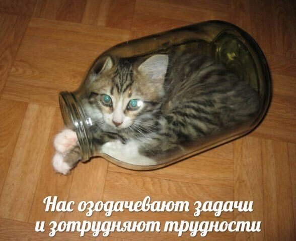 У кота есть ответ!