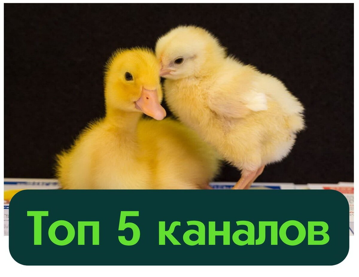 Изображение взято из открытых источников интернета.