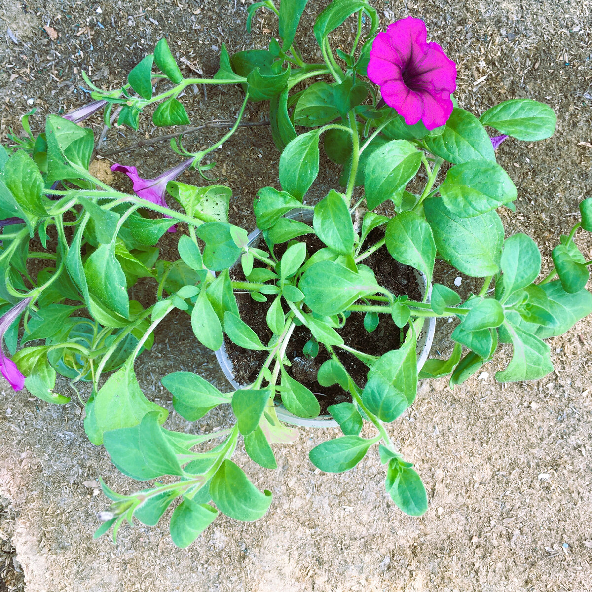 Как обрезать петунию для пышного цветения. Как обрезать петунию для пышного цветения. Прищипка петунии. Как обрезать петунию для пышного цветения. Формировка петунии.