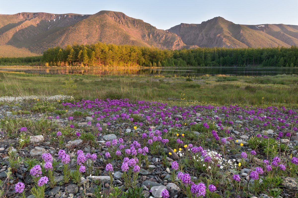 Багульник Баргузинский заповедник