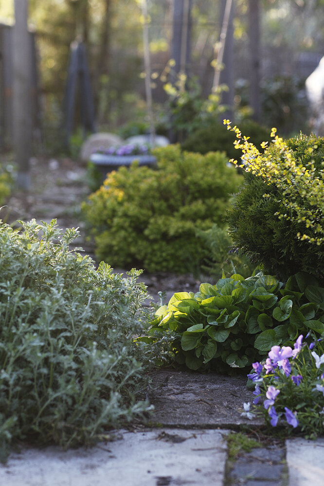 Слева пупавка "Sauce Hollandaise", листья от фиалки душистой, лиловая фиалка рогатая 