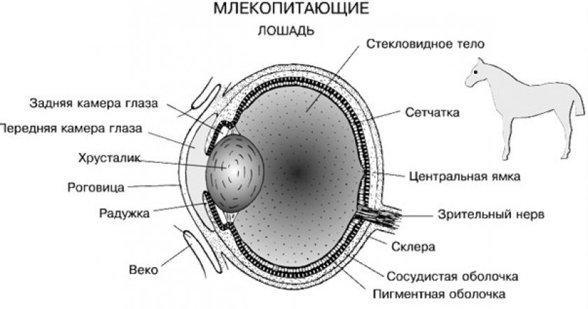 Рисунок глаза биология с подписями