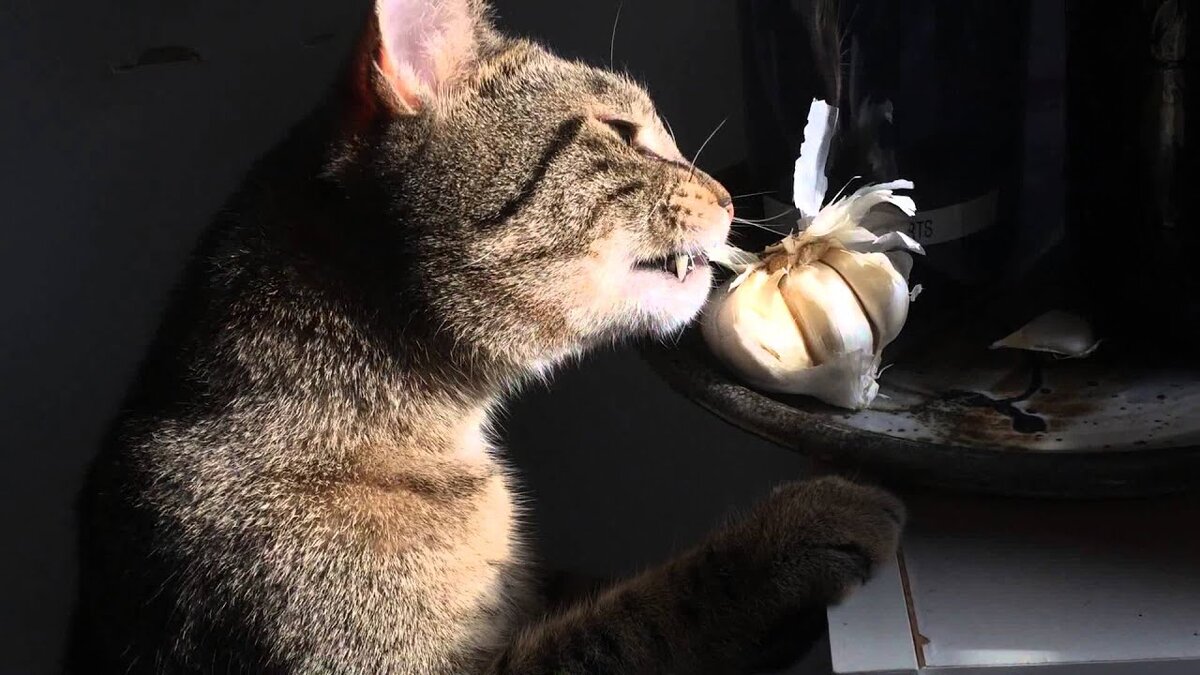 Необычные отравления обычными пищевыми продуктами