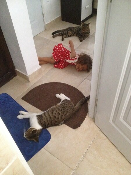 Диане два с половиной, Дукати год и 4, Энсо год. Дружно играют в лежбище котиков 🐱🐱🐱