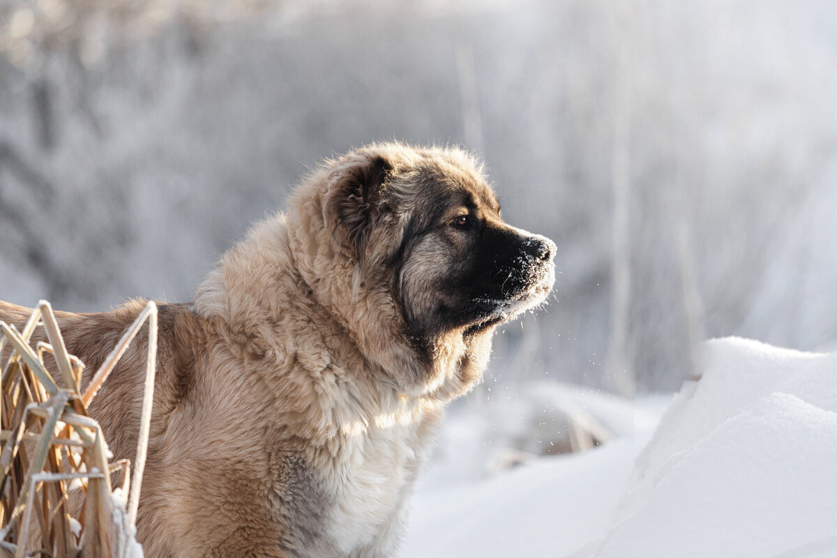 Кавказская овчарка и охрана территории | Dudusik Dog | Дзен