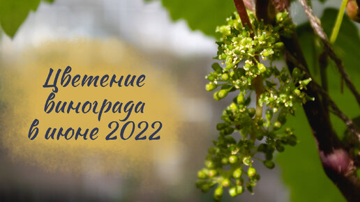 Цветение винограда в июне 2022