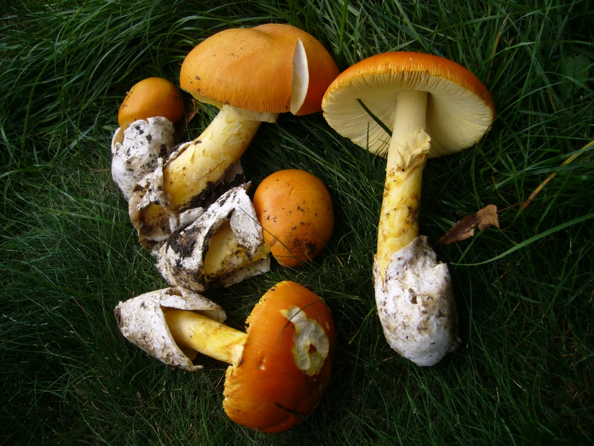 Вид Amanita caesarea