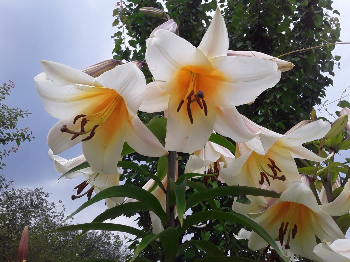 Лилия Garden Affair традиционно зацветает первой из ОТ-гибридов