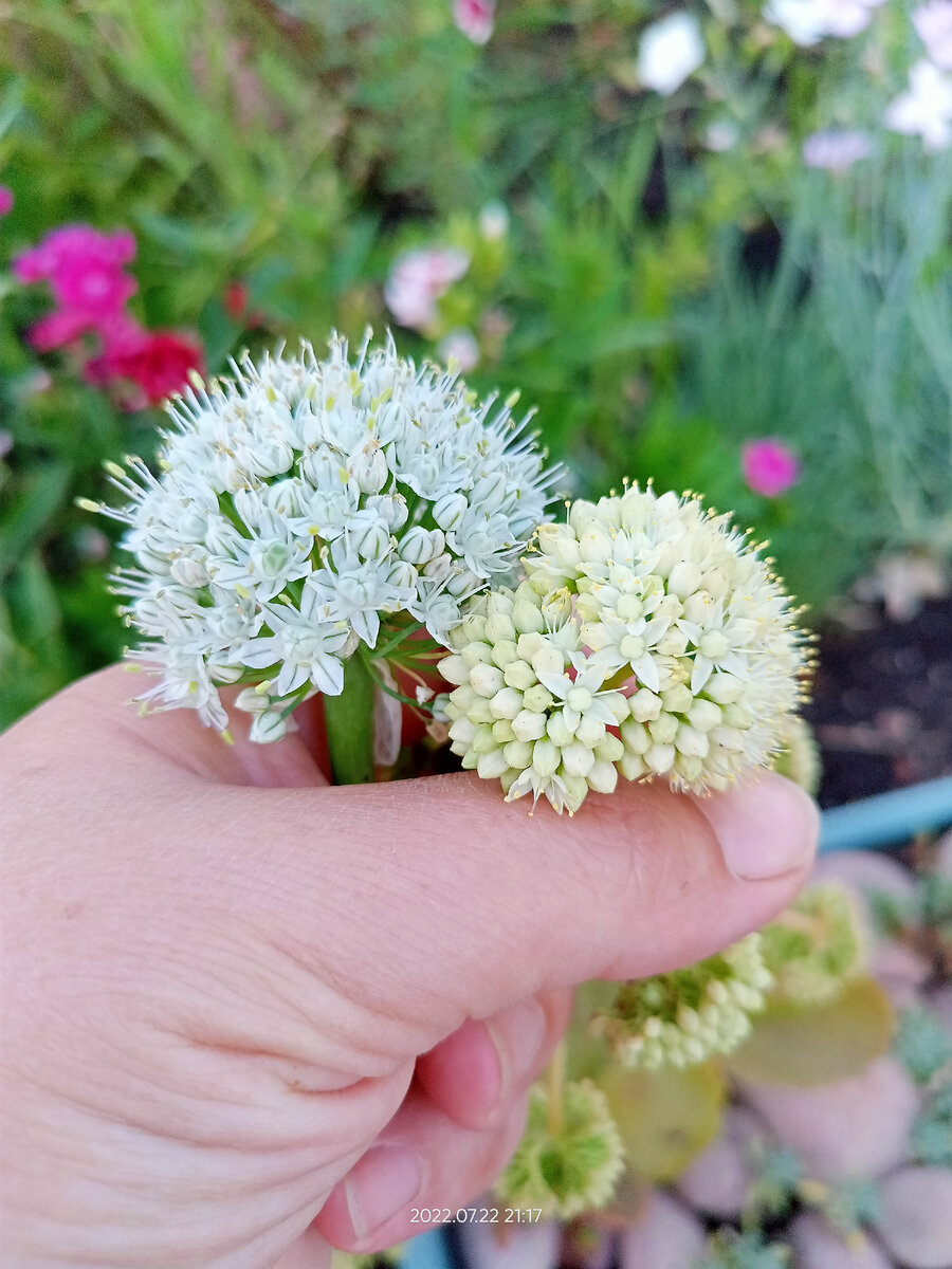 Лук слева, очиток справа 