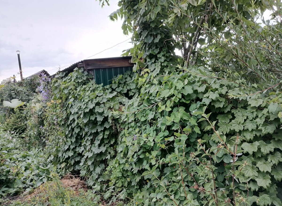 Я постаралась вдоль забора посадить лианы, чтобы закрыть соседские сарайки