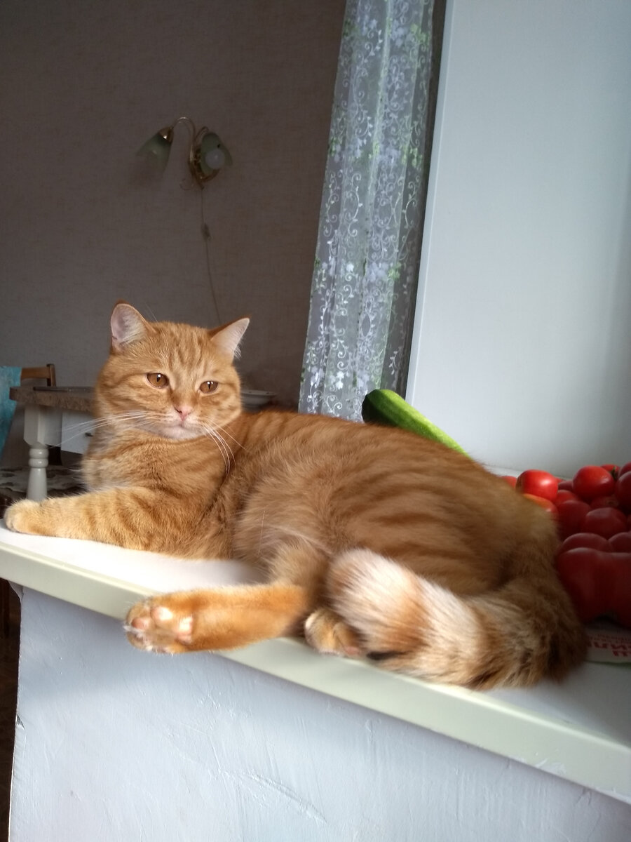 Подоконник взят под контроль