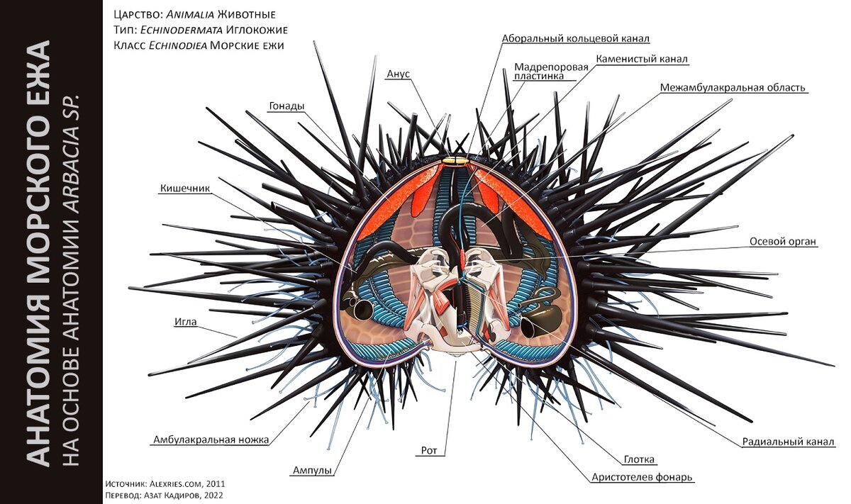 Деликатесы - икра морских ежей | Натуралист-любитель | Дзен